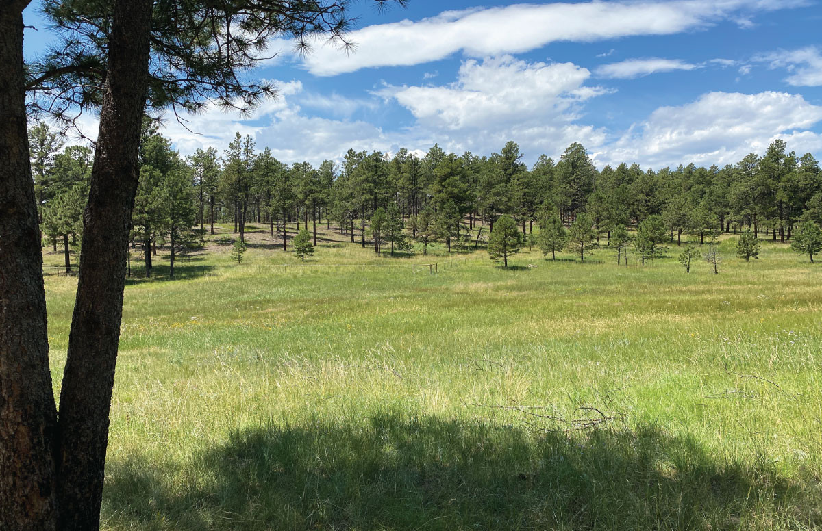 Pineries Open Space Forest