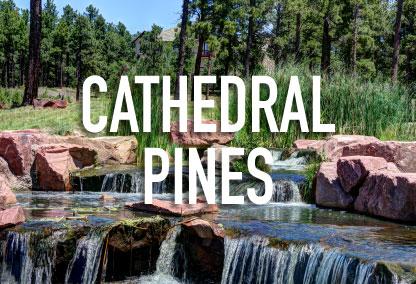 Cathedral Pines