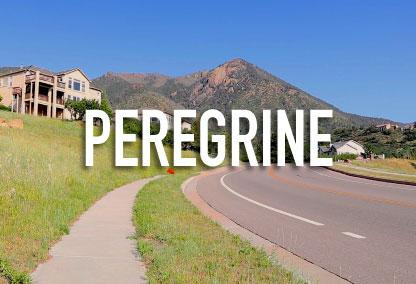 Peregrine in Colorado Springs